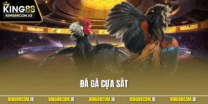Đá Gà Cựa Sắt - Siêu Phẩm Cá Cược Đỉnh Cao Tại KING88