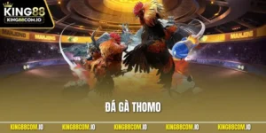 Đá Gà Thomo - Cá Cược Trường Gà Huyền Thoại Thưởng Khủng 2025