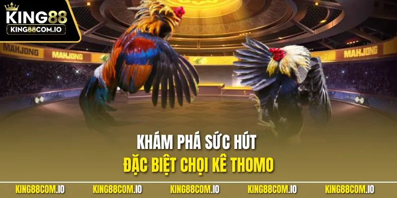 Khám phá sức hút đặc biệt chọi kê Thomo