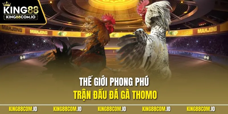 Thế giới phong phú trận đấu đá gà Thomo
